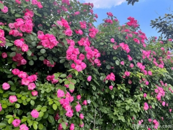 蚌埠月季市花文化和景观图集