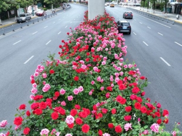 芜湖月季市花文化和景观图集