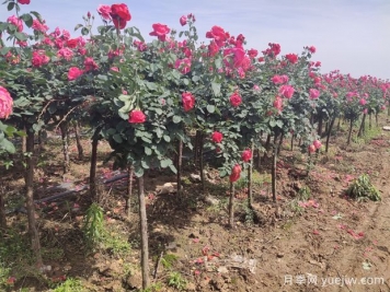 栽植两年后的树状月季出现叶小枯枝怎么办？