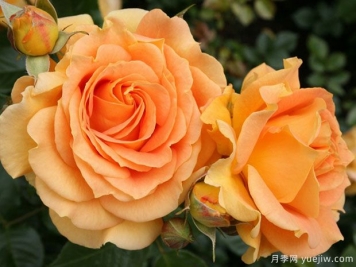 金埃尔莎月季/金丽兹月季