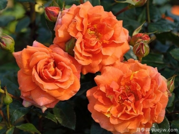 纳兰加月季/橘子树月季