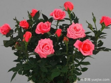 调情柯德娜月季/调情科德娜