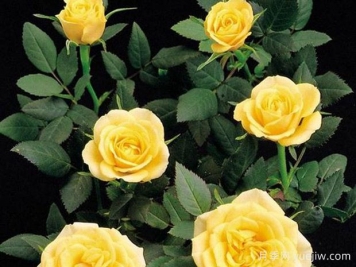 金黄柯德娜月季/金黄科德娜