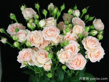 萨米娜泡泡月季