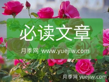 月季网必读文章