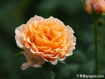 月季育种家：​新西兰弗兰克月季公司(Franko)
