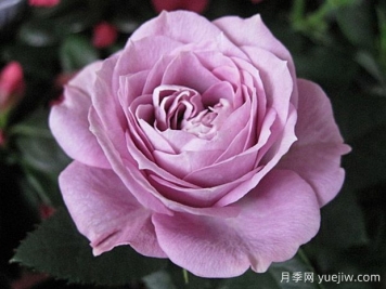 拉米炫耀月季介绍和优缺点