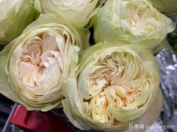 白色卡哈拉月季