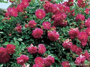 亚历山大吉罗月季