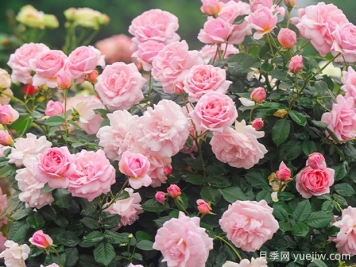 幸福的孩子月季