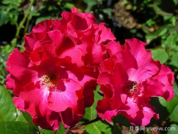 温莎公爵夫人月季/永久波