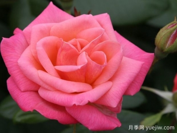 闲情逸致月季