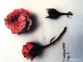 塞琳娜月季/赛丽娜