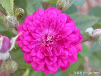 月季育种家：美国Ralph S.Moore(拉尔夫摩尔)，微月之父