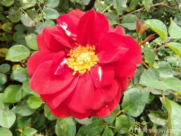 月季的自洁性是什么？