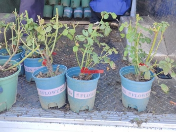 盆栽月季怎么养？怎么安全过冬？