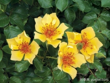 达克特梅拉月季