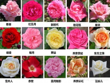  月季育种家：北京园科院育种团队