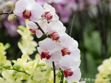 兰花浇水的要点和注意事项