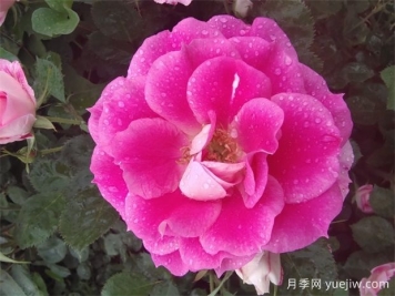 月季花的开花持续时间有多长？