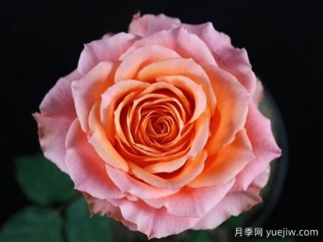热带草原欢腾月季