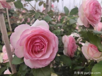 开爆花的3个大花藤本月季，轻松打造整面花墙