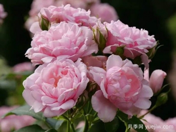 粉色怀旧月季