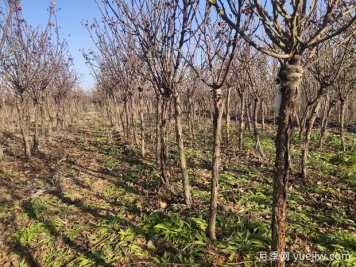 冬天月季要休眠会出现2个信号，此时该如何做？