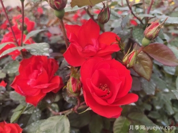 丰花月季的养殖方法有哪些注意事项？