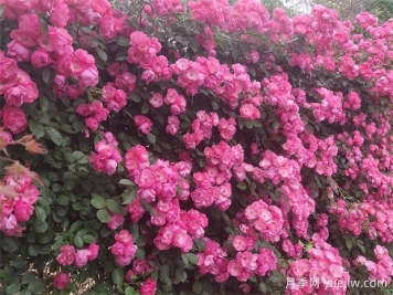 关于藤本月季你不知道的几个秘密