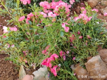 丰花月季有哪些常见的生长问题需要注意？