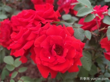 如何选择适合自己的丰花月季品种？