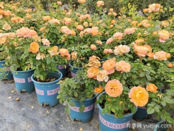 秋冬季节，如何给月季花施肥？