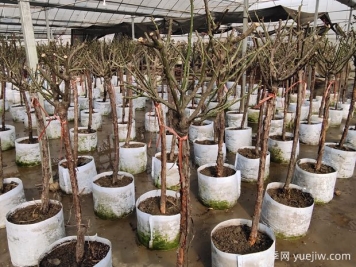 月季在冬季需要注意什么？