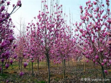 苗木冬季移栽及其如何越冬