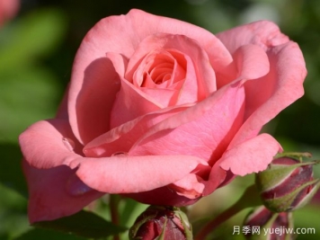 伊莲佩姬月季/珍贵回忆