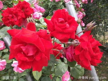 藤本月季要用大盆养，生长快爆花多