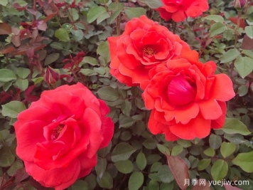 如何让月季花开的更美？按照这个养护措施