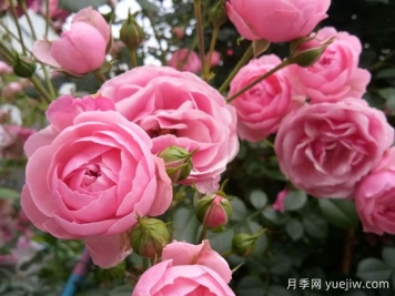 月季花能放在室内养吗？怎么提高月季抗病虫能力？