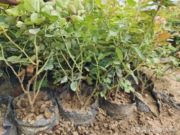 月季爆笋技巧，春天长得又高又壮