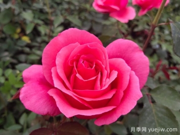 月季的形态和颜色有哪些变化？