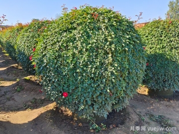 小苗拼栽类球的产生及应用