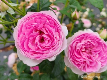 月季香味分级和类型有哪些？推荐10个超级浓香月季品种