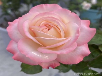 乔伊斯月季，花朵又大又香，艾莎的升级版