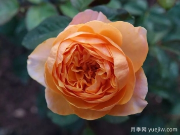 常见十五款月季的优缺点是什么？