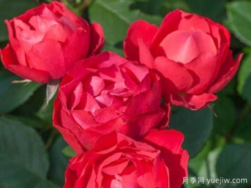 园林低维护月季必须有樱桃博尼卡