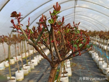 3月苗木养护需要注意这几个重点