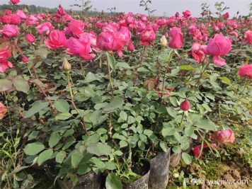 中国苗木重要产区分布