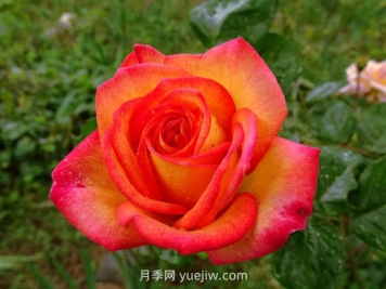 花魂月季优缺点分析