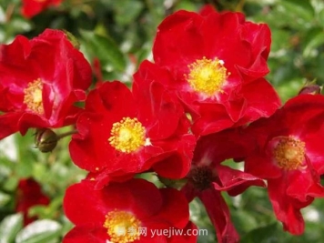 红色天鹅绒地毯优缺点，适合华南的耐湿热月季